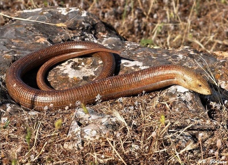 Ящерица желтопузик — это не змея! описание и фото удивительного существа