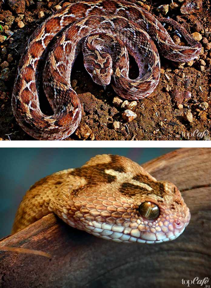 Эфа змея. описание, особенности, виды, образ жизни и среда обитания эфы
