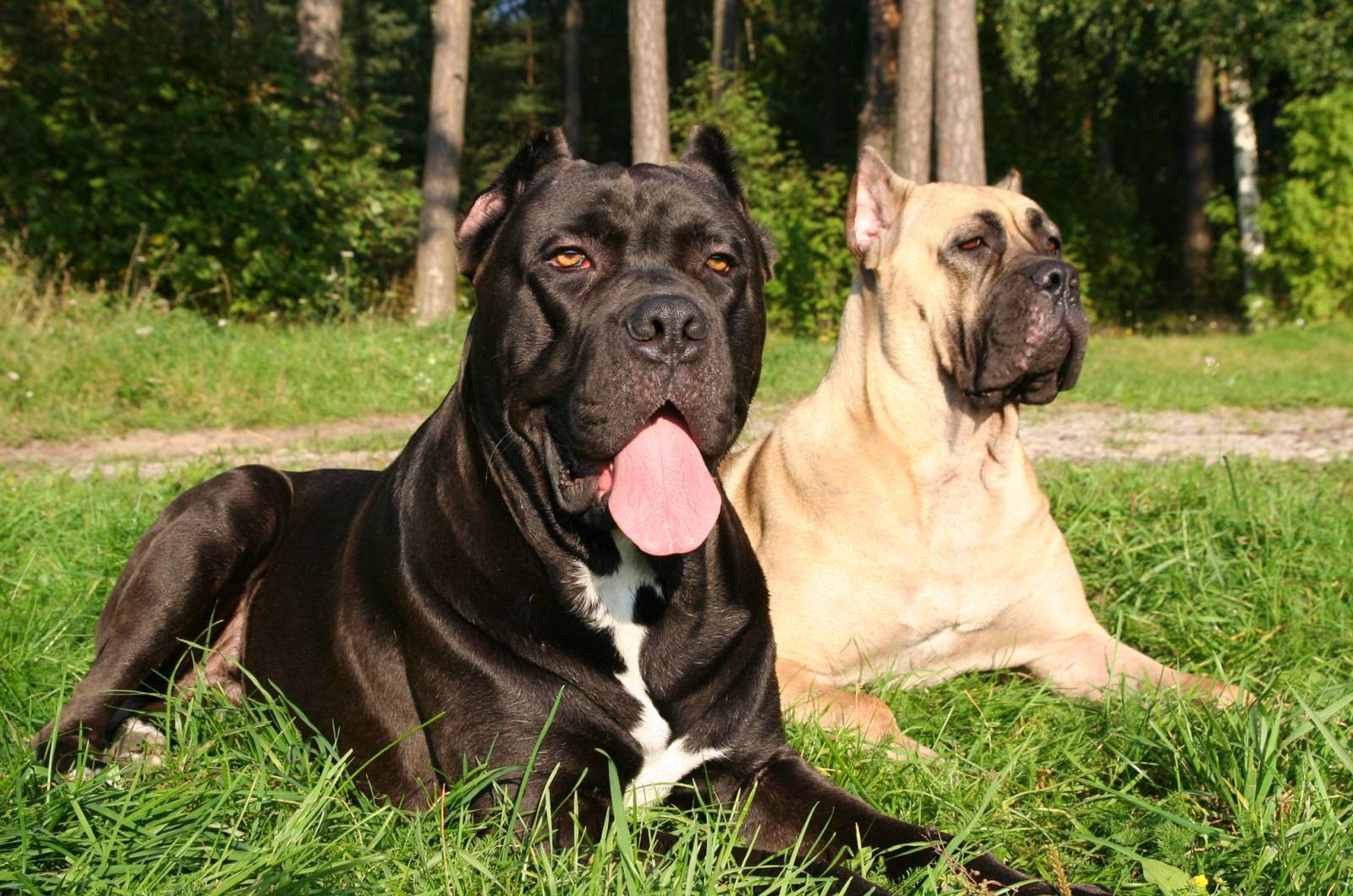 Лучшие сторожевые породы собак с фотографиями и названиями для частного дома