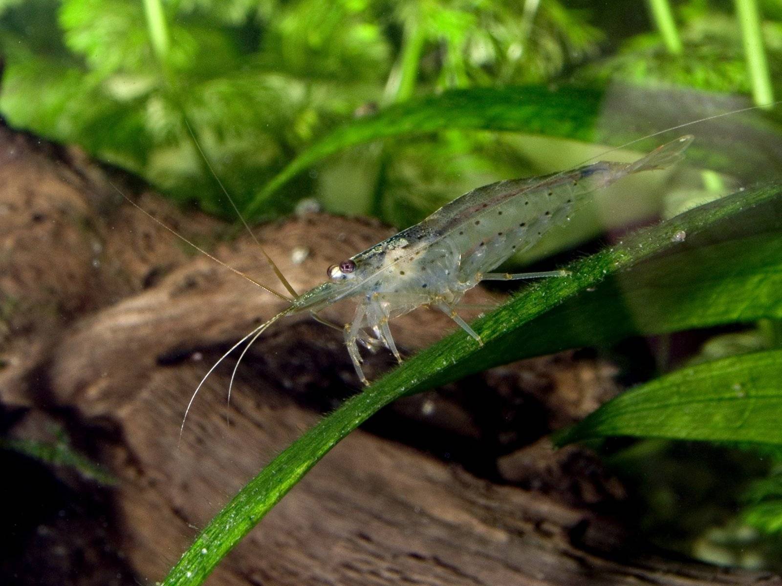 Креветка амано (amano shrimp): содержание, описание, размножение в аквариуме - aqa.wiki
