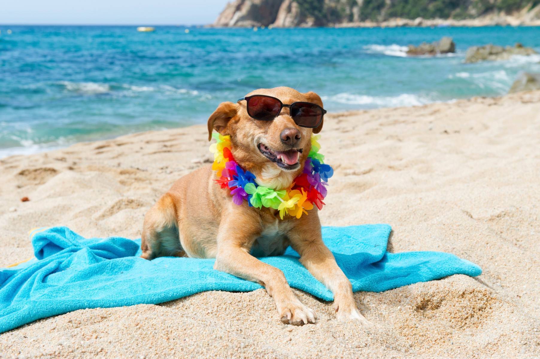 Отдых с собакой на море: 15 правил комфортного пребывания