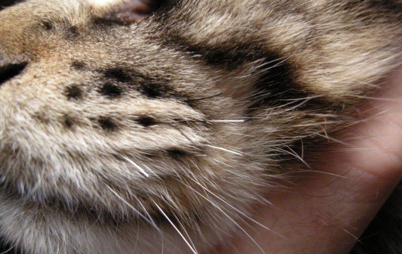 Почему у котенка ломаются усы и что с этим делать: причина явления и способы борьбы