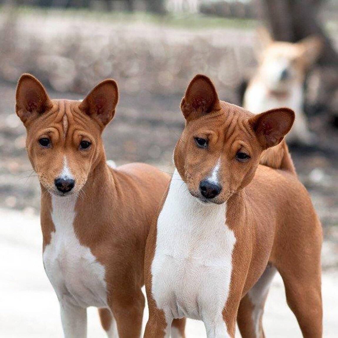 Описание породы собаки басенджи и как правильно ухаживать за ней