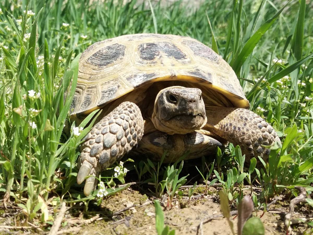 Среднеазиатская черепаха содержание и уход: фото-видео обзор