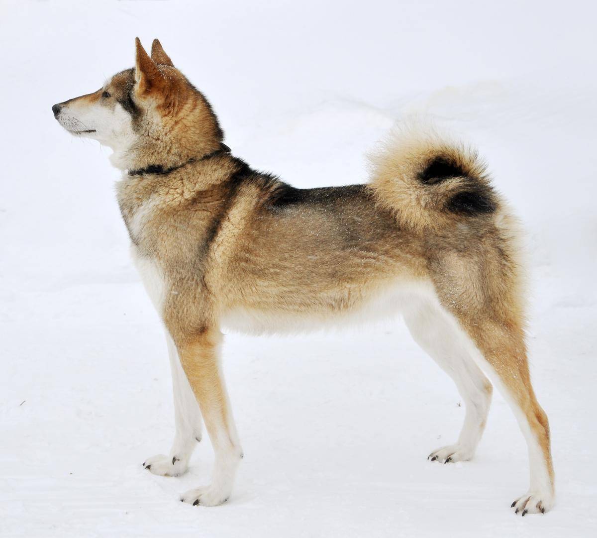 Порода собак восточно-сибирская лайка: характер, окрас, отзывы собаководов, интересные факты и фото