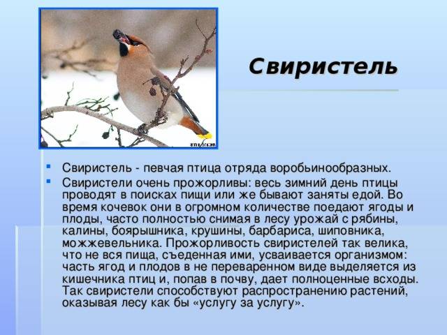 Свиристель. птица, обладающая удивительной манерой пения | наши птички