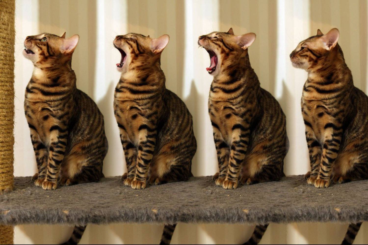 Игрушечный тигр или обзор кошек породы тойгер