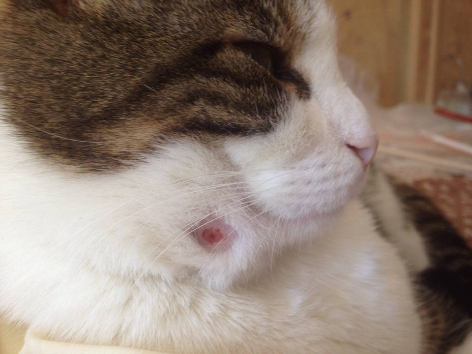 5 причин, почему кошка чешется до болячек на шее, но блох нет: причины и лечение в домашних условиях