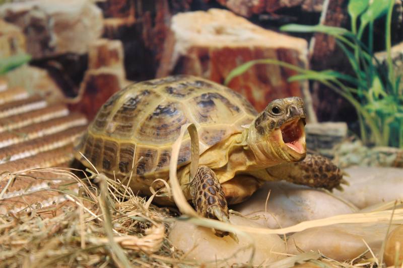 Размножение сухопутных черепах домашних условиях