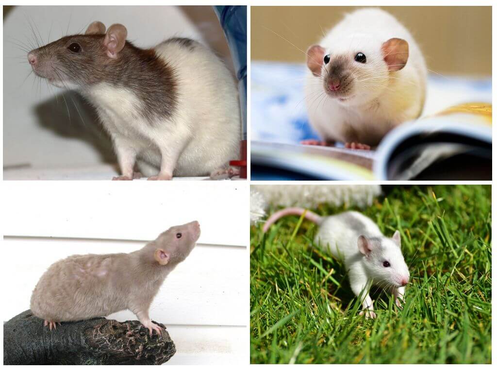 Разновидности домашних мышей и сколько они живут?