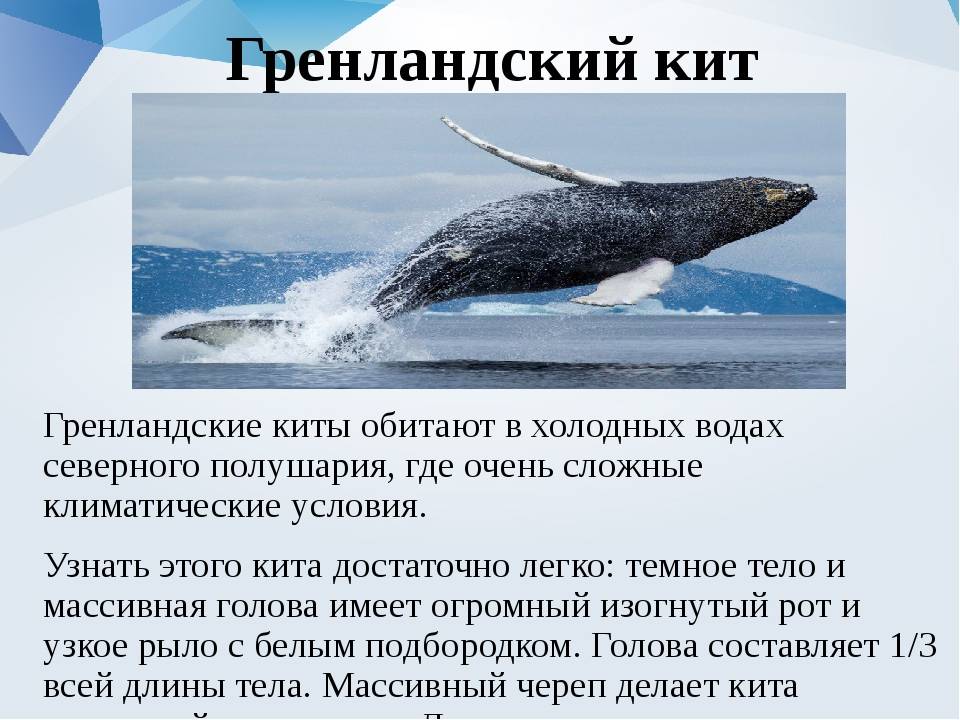 Гренландский кит: описание вида :: syl.ru