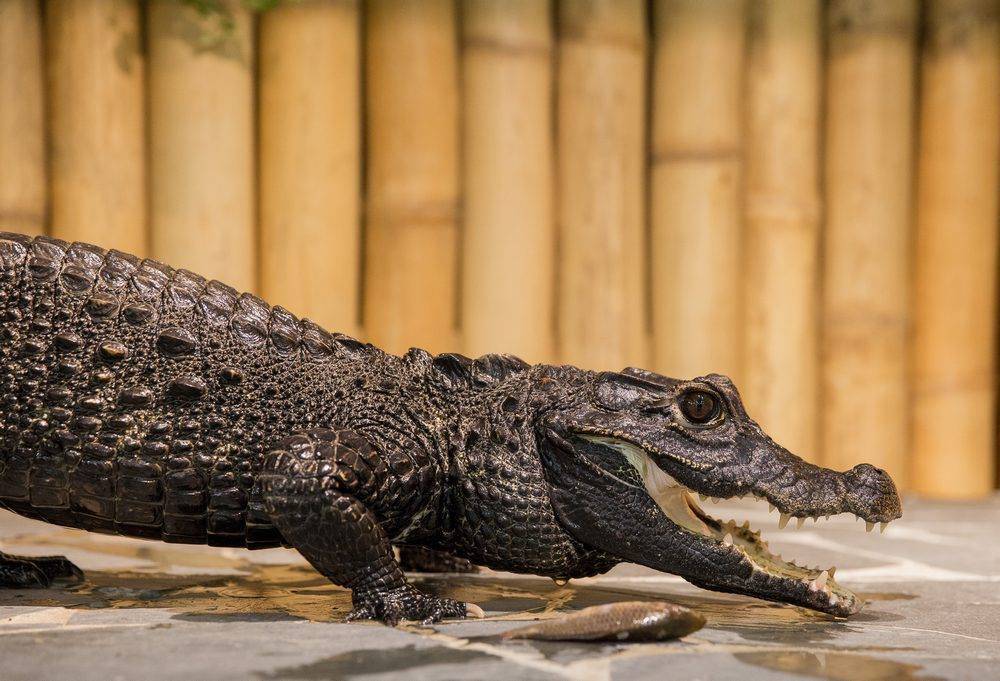 Домашний крокодил: содержание и уход в домашних условиях, кормление и особенности поведения