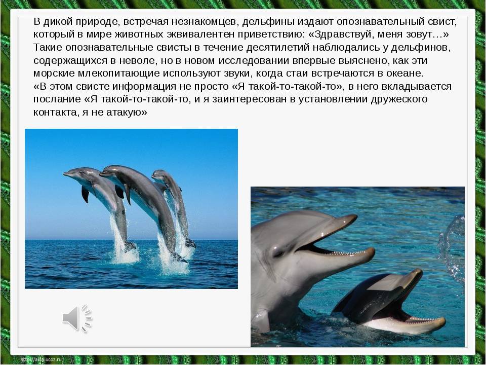 Интересные факты о дельфинах для детей и взрослых