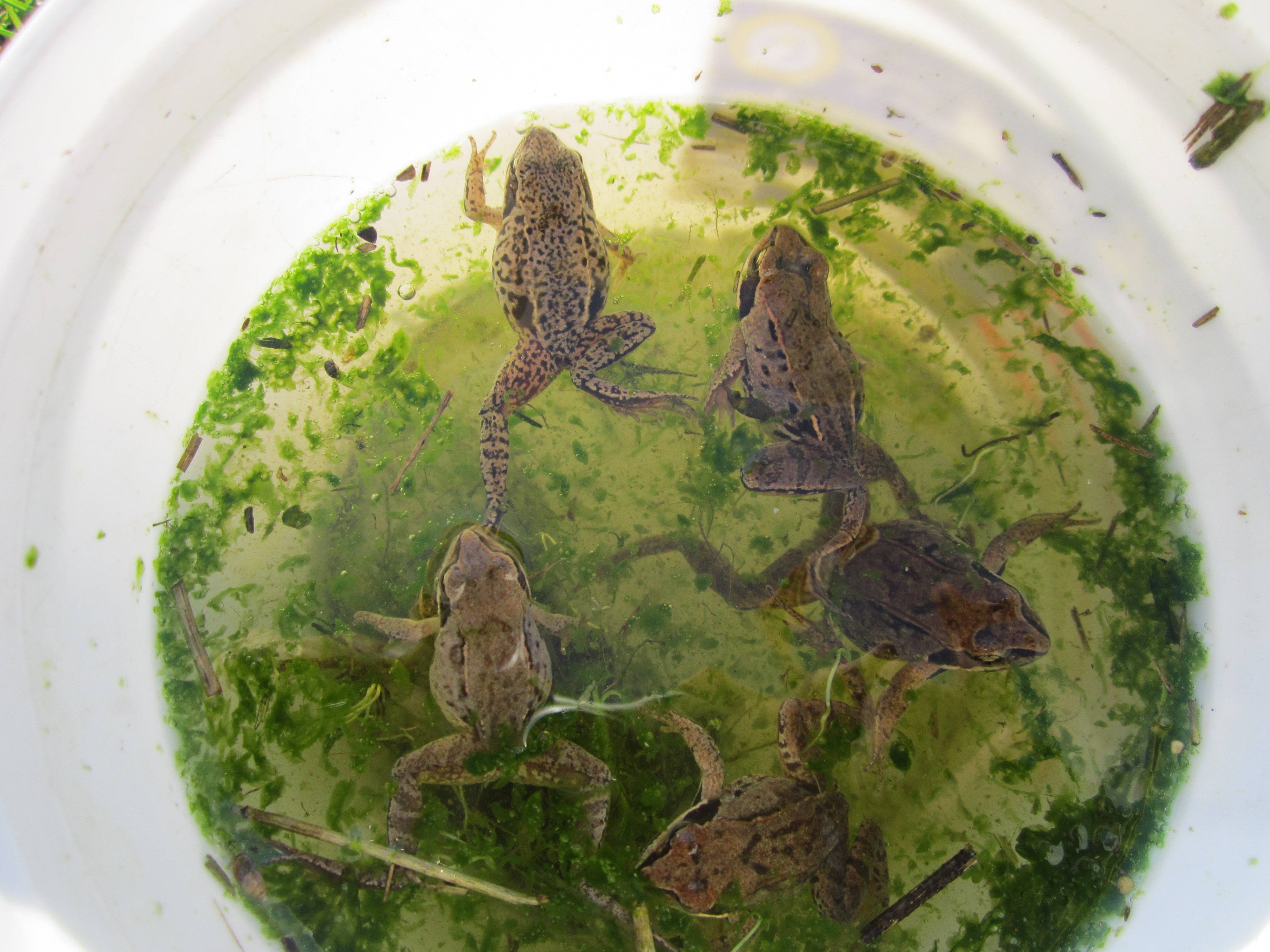 Аквариумные лягушки: виды, содержание, болезни и совместимость