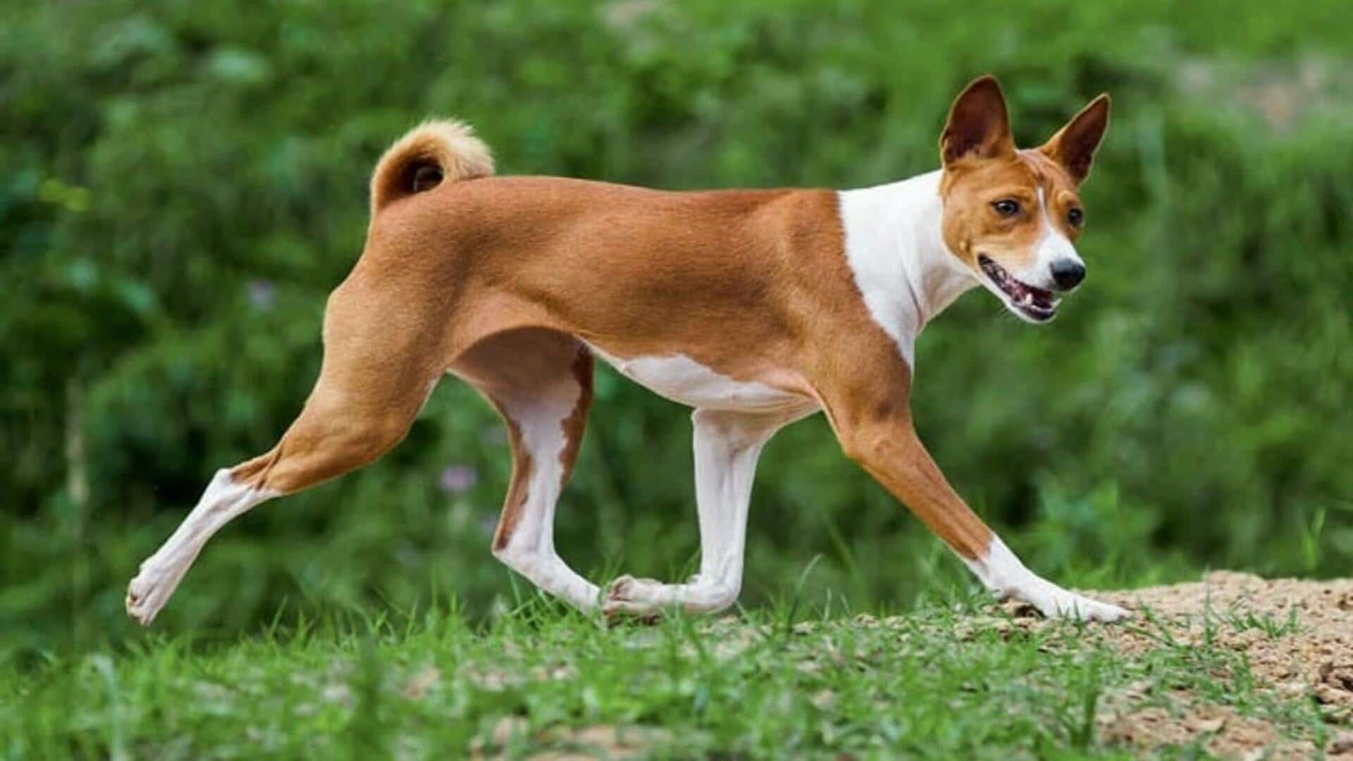 Басенджи (африканская нелающая собака): описание породы, характер, уход, фото