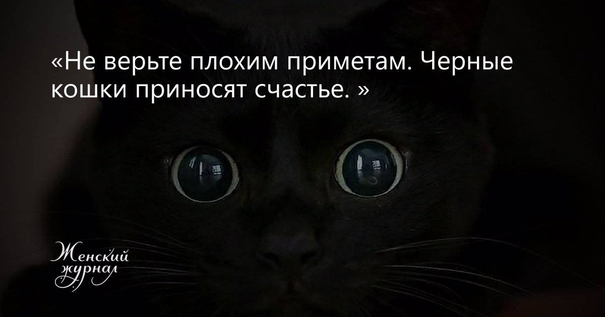 Черный кот в доме – приметы и суеверия