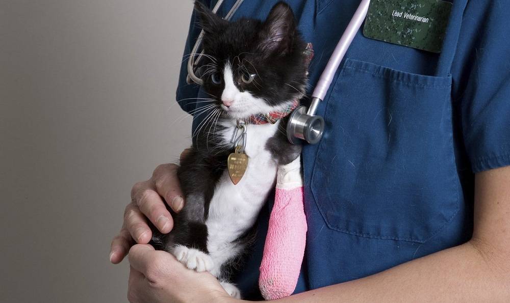 Все основные болезни и травмы хвоста у кошек их причины, симптомы и методы лечения