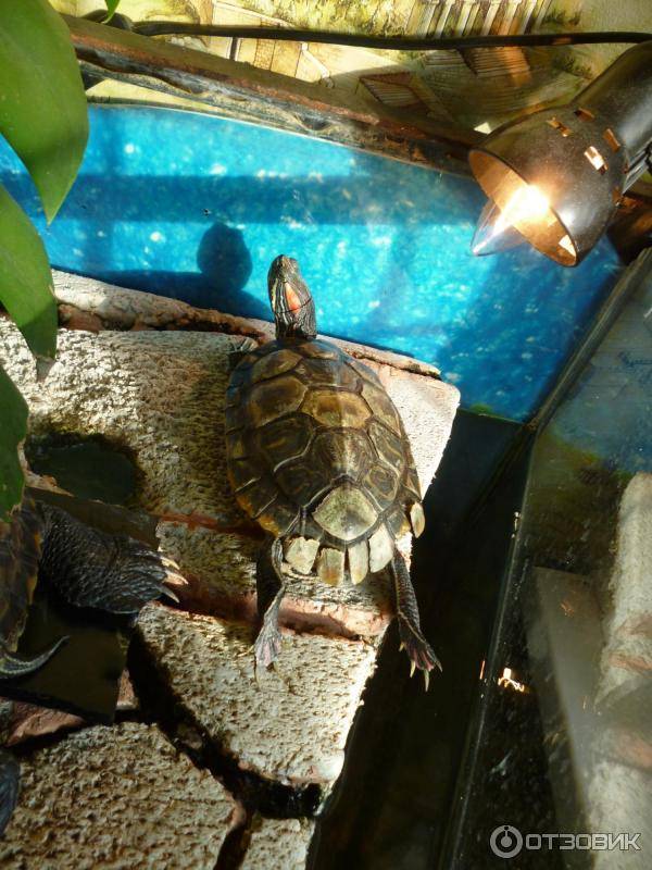 Ультрафиолетовая лампа своими руками. как применить uv лампу для красноухой черепахи и рептилий, растений и домашнего использования в аквариуме