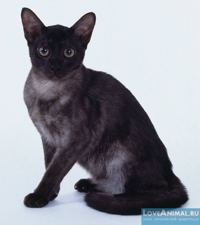 Изящный домашний питомец с уникальным окрасом сиамская кошка: подробное описание всех цветов