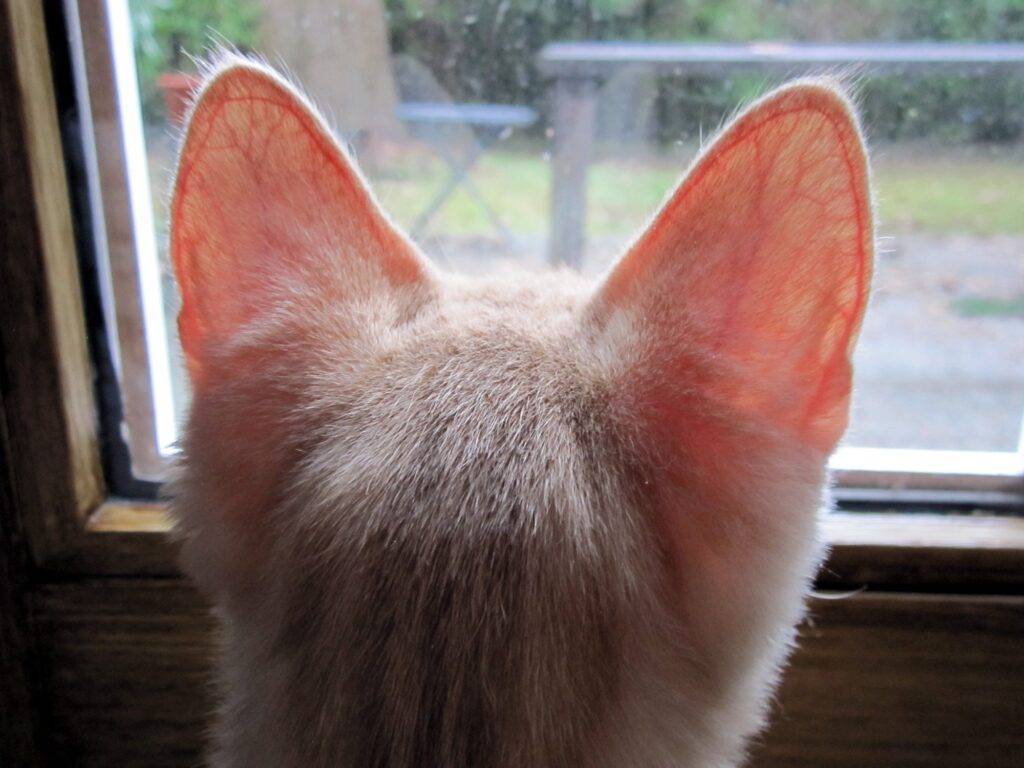 5 причин почему у кошки чешутся уши - что делать