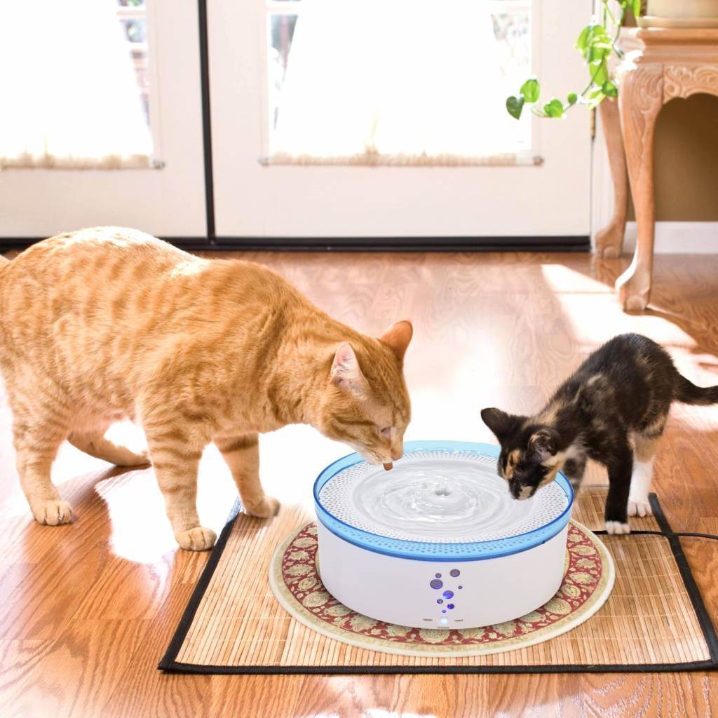 Как научить котенка не бояться воды: 14 шагов