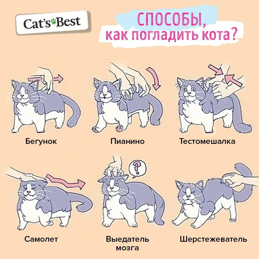 ᐉ можно ли беременным брать в руки кошек. почему беременным нельзя гладить кошек - ➡ sp-kupavna.ru