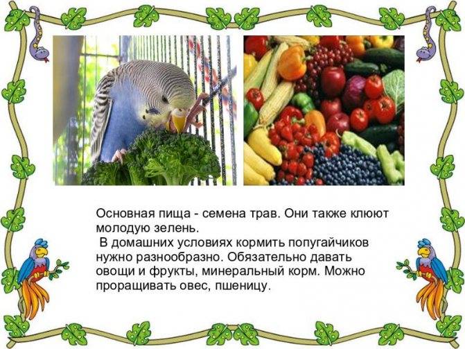 Можно ли попугаям петрушку и укроп: как правильно давать, что будет, если давать запрещенную зелень