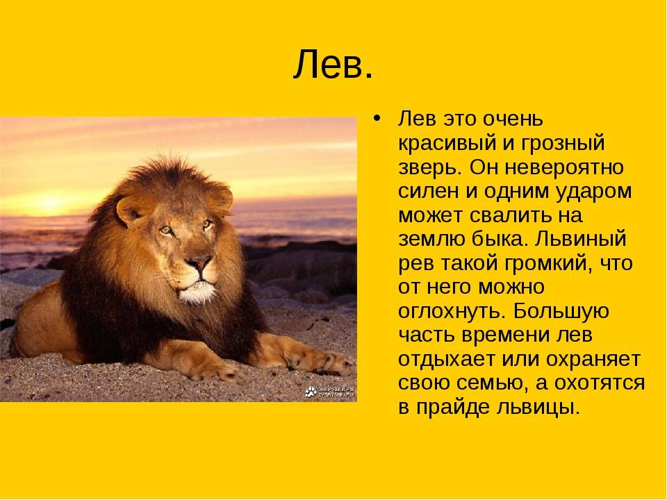 Лев животное. образ жизни и среда обитания льва | животный мир