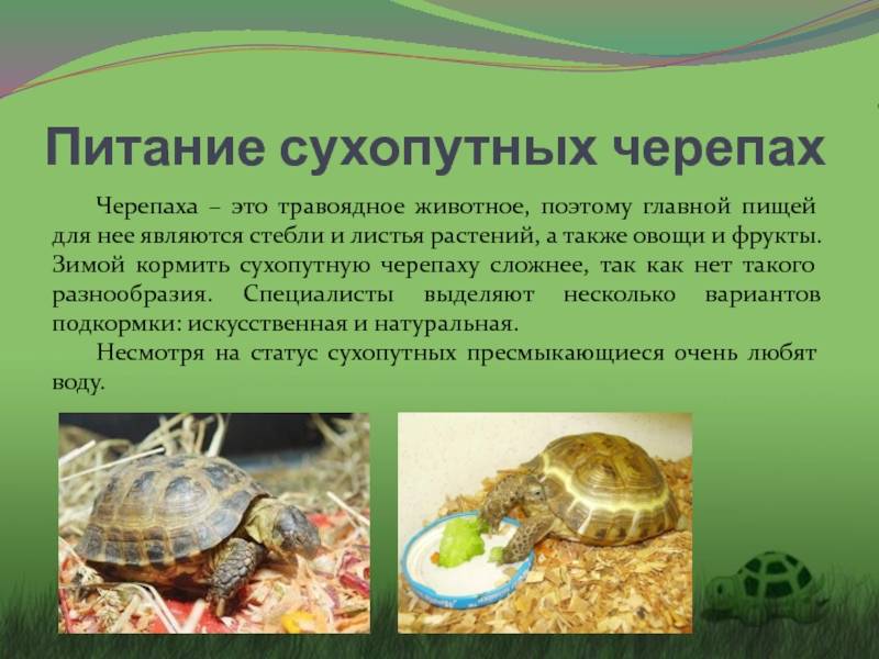 Чем кормить черепаху