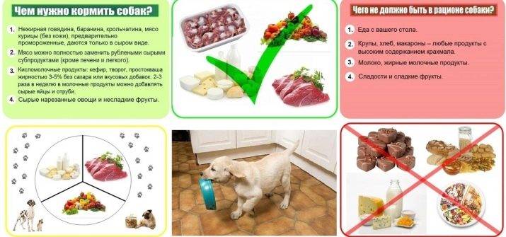 Можно ли давать собаке арбуз и дыню: польза, вред, противопоказания