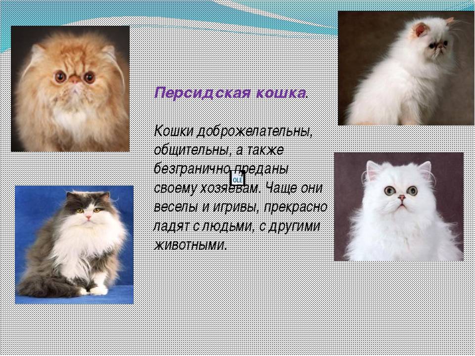 Кошка рэгдолл. особенности породы и как отличить котенка