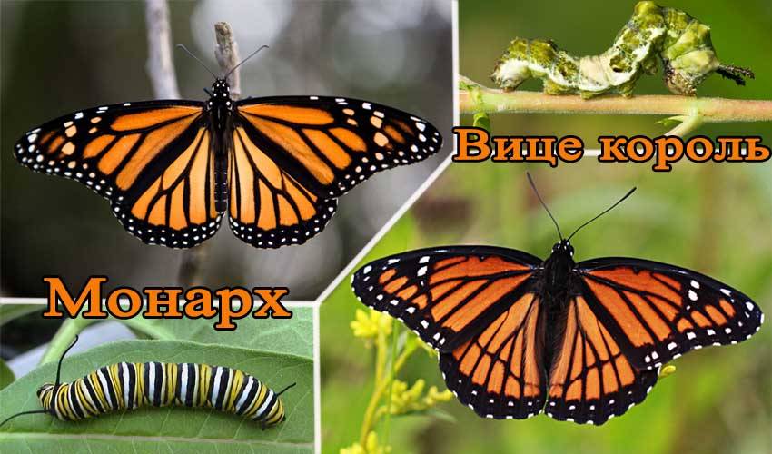 Бабочка монарх (особенности, миграция, отличия от вице короля)