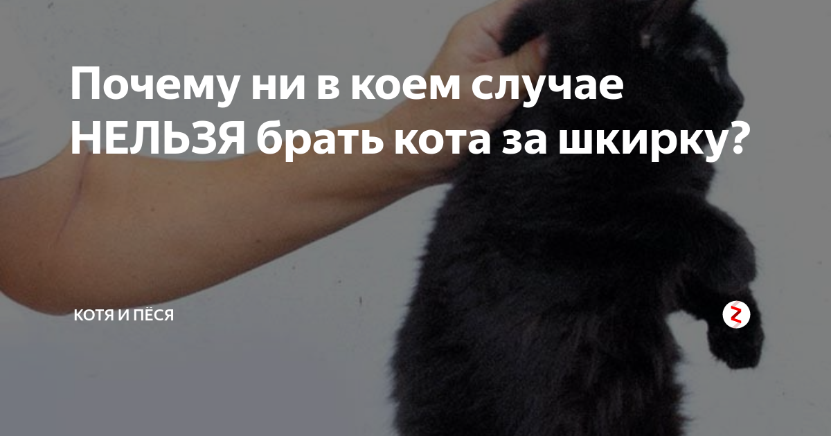 Почему нельзя брать животных за шкирку? - gafki.ru