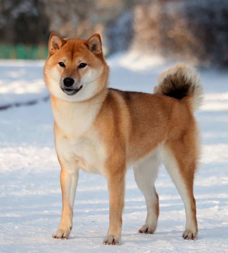 Породы японских собак: названия и фото | все о собаках