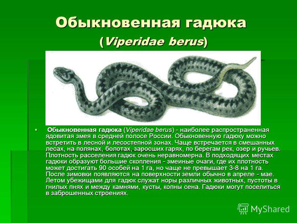Гадюка обыкновенная — сообщение о ядовитой змее: внешний вид и обитание, питание, укусы, сходства и различия гадюки и ужа