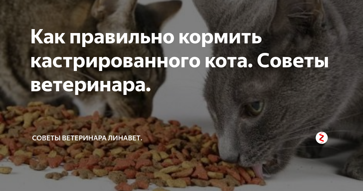 Как кормить кастрированного кота: сколько раз в день, как и чем нужно кормить