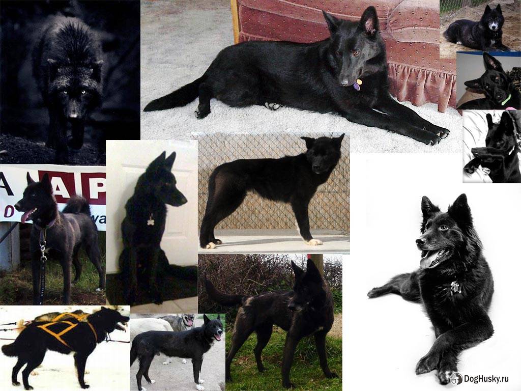 Какие стандарты и характеристики у собак породы хаски