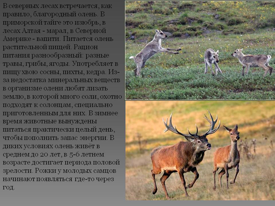 Разновидности оленей: список с фото, описание и характеристики видов
