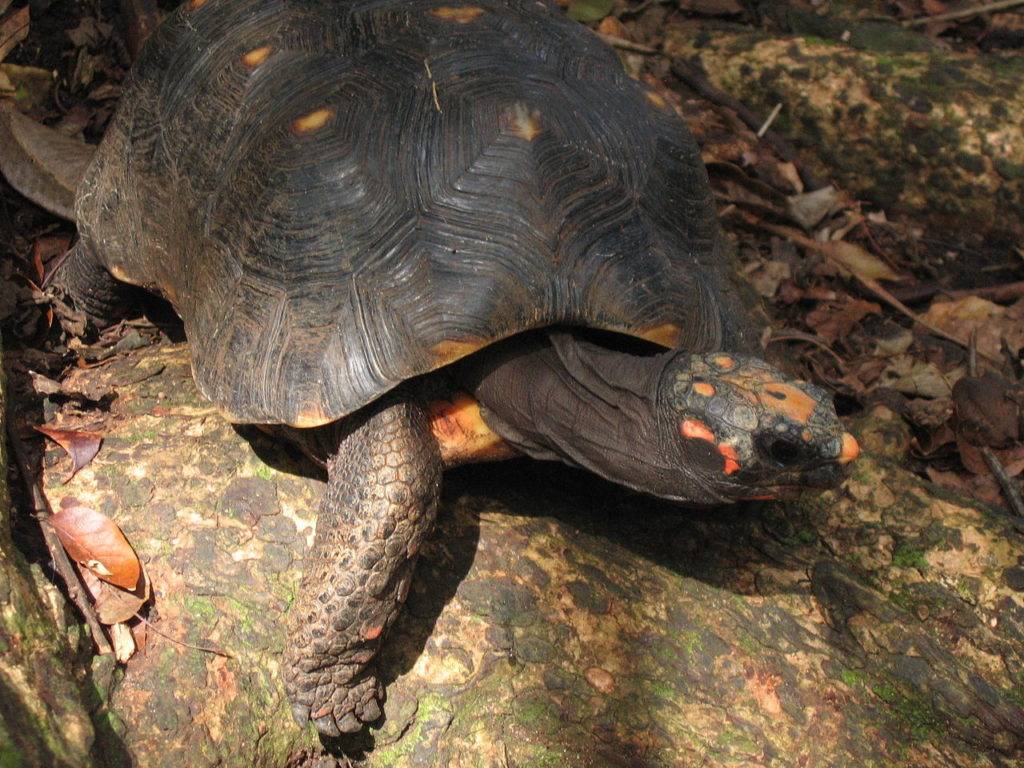 Сухопутная черепаха в качестве домашнего питомца: читаем главное