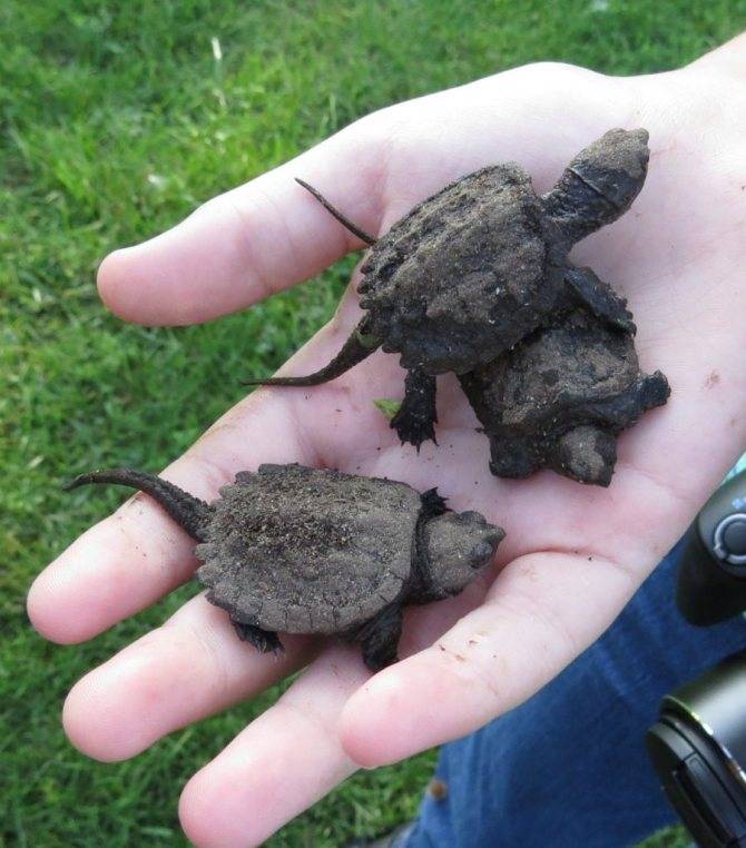 Каймановая черепаха: описание и фото, как содержать