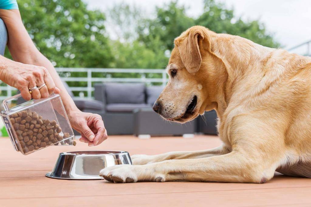Потеря аппетита у собак из-за жары: что вы можете сделать?