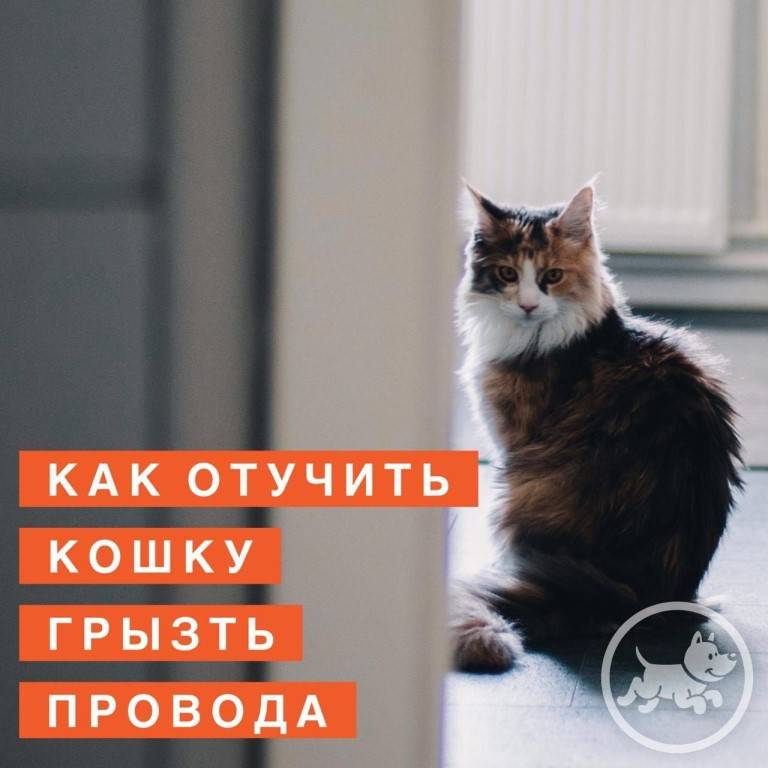 Кошка грызет вс подряд - oozoo.ru