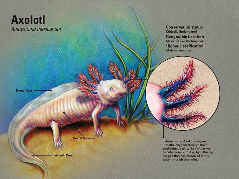 Аксолотль: особенности мексиканской саламандры, содержание в неволе
