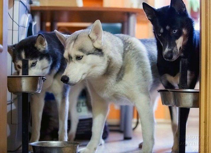 Чем кормить хаски в домашних условиях, рацион питания взрослой собаки и особенности кормления щенка