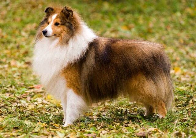 Шелти собака - описание породы, стандарт внешности, уход
