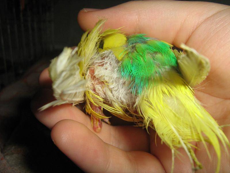 Воспаление зоба у волнистого попугая | блог ветклиники "беланта"