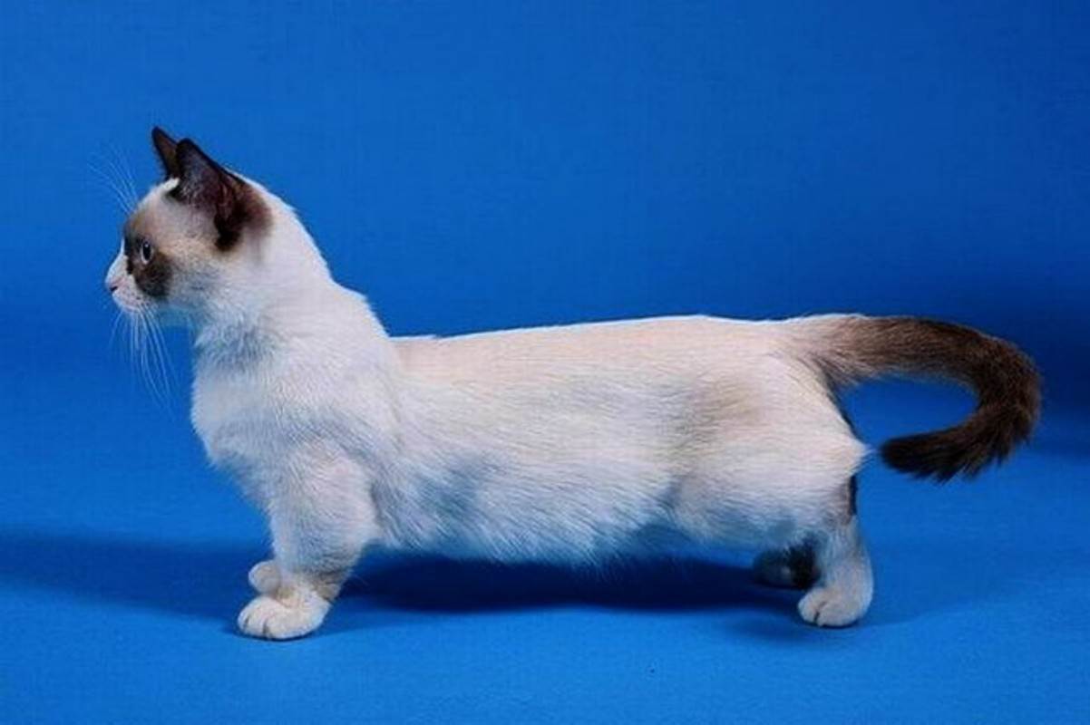 Коротколапые кошки — разновидности пород и особенности ухода