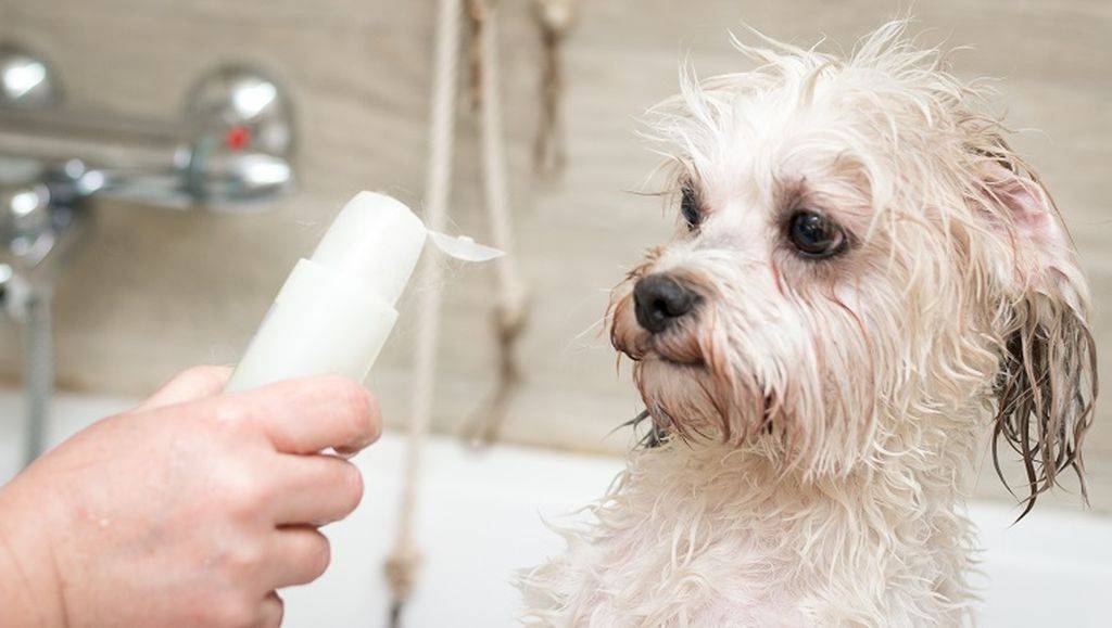 «за» и «против» средств для людей и ответ на вопрос, можно ли мыть собаку человеческим шампунем