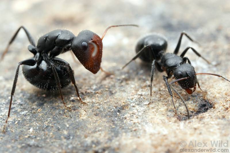 Золотистоволосый муравей-древоточец — вики