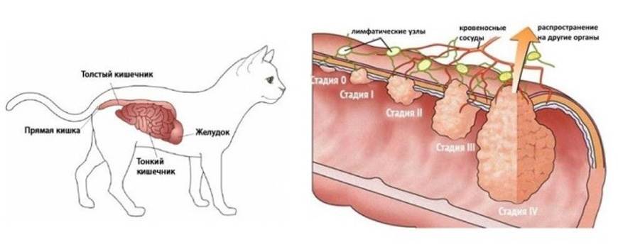 Виды рака молочных желез у кошек: сколько живут питомцы с опухолью